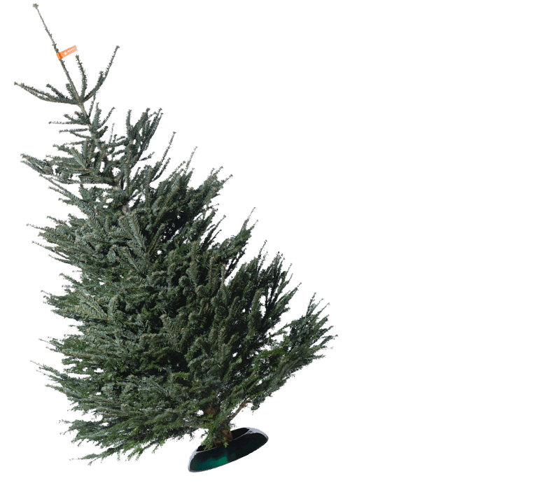 christbaum-service giphyupload christmas weihnachten christbaumservice Sticker