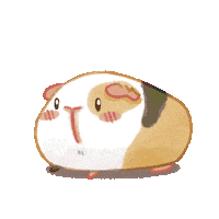 Guinea Pig Popcorn Sticker