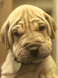 su di GIF