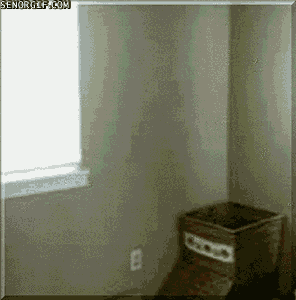 cat laundry GIF by Cheezburger