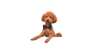 Mokiderpudel poodle moki toypoodle zwergpudel Sticker