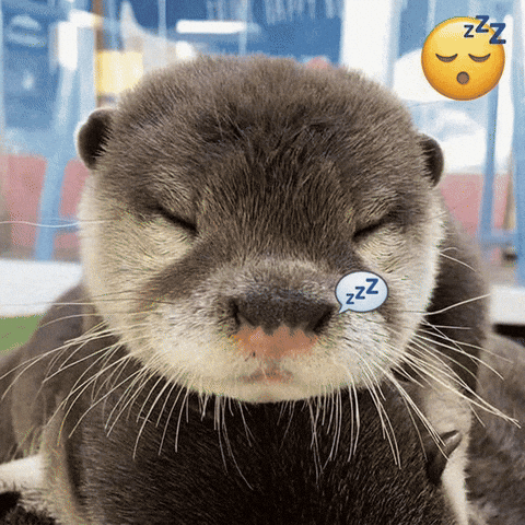 Sleepy Otter GIF