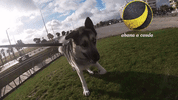 passeio GIF