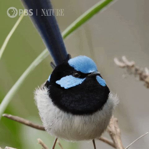 Close Up Bird GIF by Nature on PBS