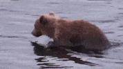 alaska GIF