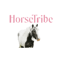 horsetribe ht horsetribe Sticker