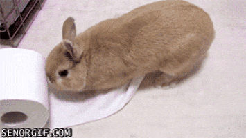 Excited Toilet Paper GIF