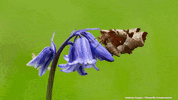 savebutterflies nature wildlife conservation moth GIF