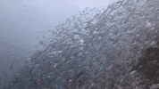 anyone sardines GIF