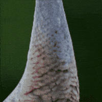 Seriously GIF