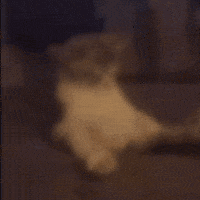 Cat Erection GIF