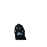 Cat Party Sticker by Atome.SG