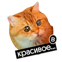 Новый Год Sticker by Webium
