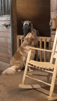 With Gentle Cuddles, Golden Retriever Comforts Rescue Horse
