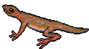 Lizard Sticker