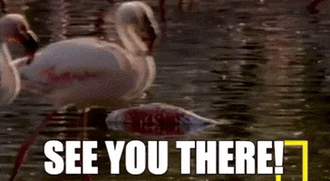 ForwardMadisonFC flamingo madison flamingos see you there GIF