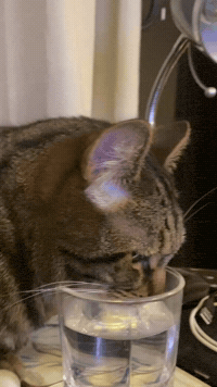 Cat Drinking GIF