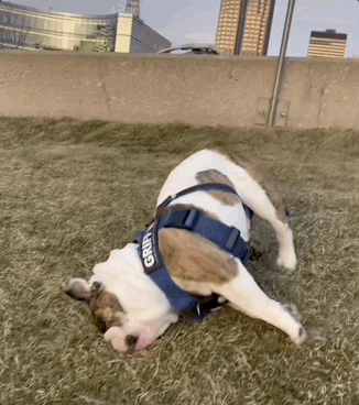 Drake Mascot GIF by DrakeUGriff