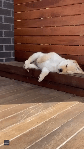 Golden Retriever Puppy Struggles to Get Comfy for Nap