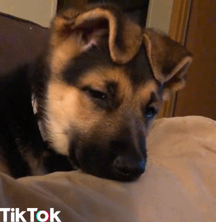 tired dog GIF by TikTok