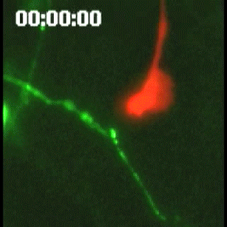 knowablemag giphyupload GIF