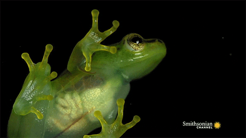 frogs GIF by Digg