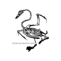 Natural History Illustration Sticker by The Wild Curiosity