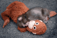 Tired Monkey GIF