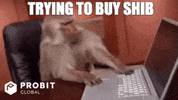 Shiba Inu Crypto GIF by ProBit Global