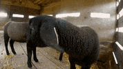 dr. pol GIF by Nat Geo Wild 