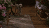 109 GIF