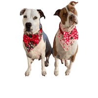 Cute Sticker by JSRanchDogDesigns