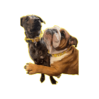 Bulldog Winnie Sticker by JSRanchDogDesigns
