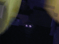 Noibat GIF by Pokémon