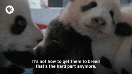pbs adventure GIF by EARTH A New Wild