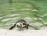 Jump Lol GIF by San Diego Zoo