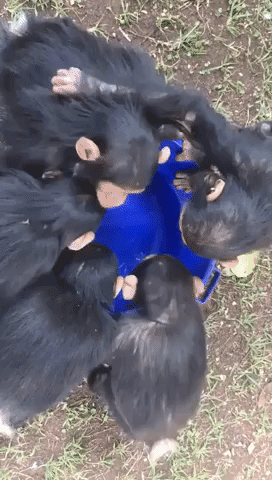 To Drink or to Play? Baby Chimpanzees Investigate Bucket of Water