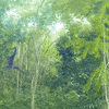 Pbs Nature Monkey GIF by Nature on PBS