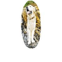 Dog Happydog Sticker by CollarCrafts