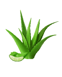 satinnaturel skincare egypt aloe vera aloevera Sticker