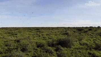 Environment Plague GIF by The Guardian
