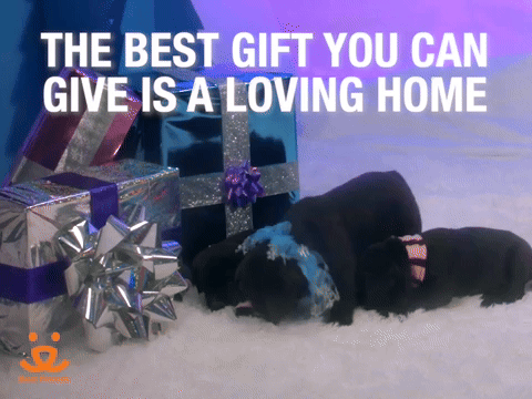 A Loving Home