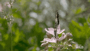 spring butterfly GIF by Nat Geo Wild 