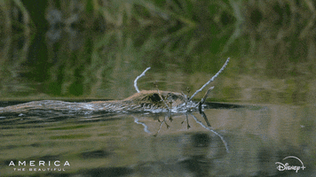 America Swimming GIF by Nat Geo Wild