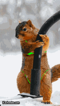squirrel flirty GIF