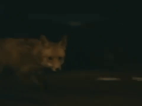 fox; zorro; massive GIF