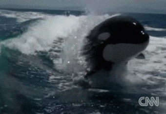 marine mammals orca GIF