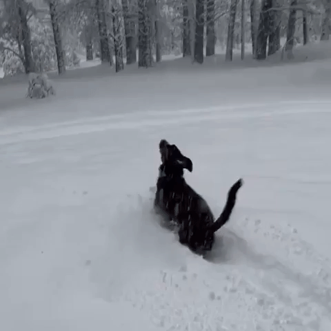 Dogs Frolic in Flagstaff Snow