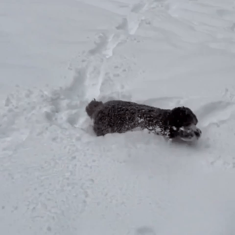 Dogs Frolic in Flagstaff Snow