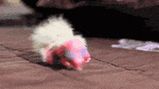 bird GIF